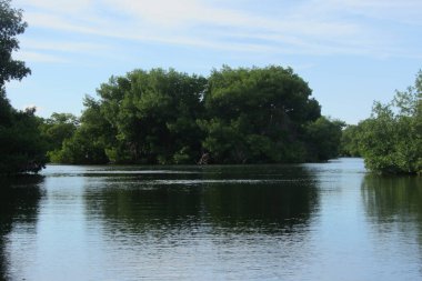 Büyüyen bitki örtüsü ve ormandaki sakin gölün yakın çekimi.