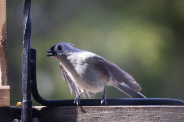 A closeup shot of Crested tit flapping wings on a wooden surface