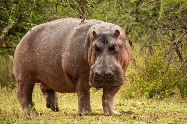 Tanzanya 'daki Serengeti Ulusal Parkı' ndaki kameraya bakan dev bir su aygırının yakın çekimi.