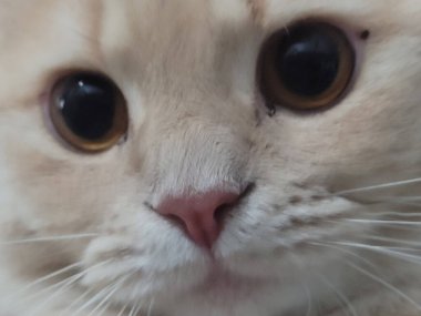 Siyah gözlü, pembe burunlu ve uzun bıyıklı beyaz bir kedinin yakın plan portresi.