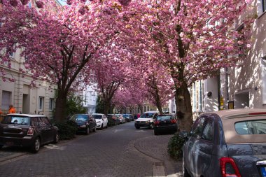 Bonn 'un eski kasabasındaki ünlü kiraz ağaçları