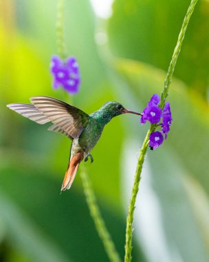 Pas kuyruklu bir sinekkuşunun bir çiçekten ve yeşil bir arkaplandan yemek yemesine yakın çekim