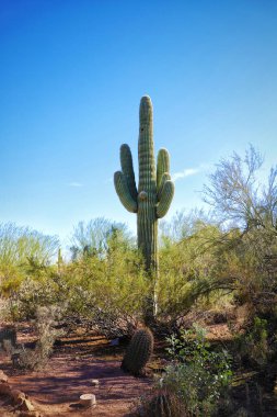 Çölde yetişen görkemli bir Saguaro kaktüsünün güzel manzarası.