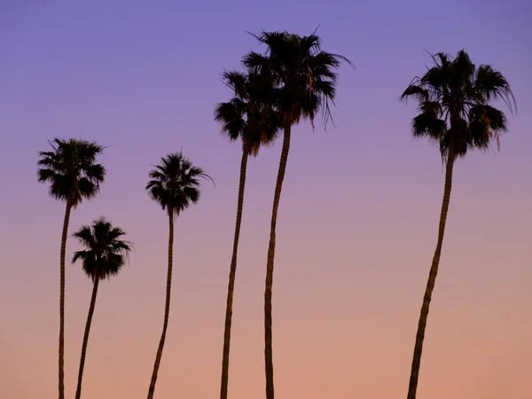 Eine Malerische Ansicht Von Palmen Auf Einem Bunten Sonnenuntergang Himmel — Stockfoto