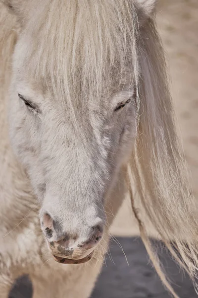 Plano Vertical Cara Pony Blanco Sobre Fondo Borroso — Foto de Stock