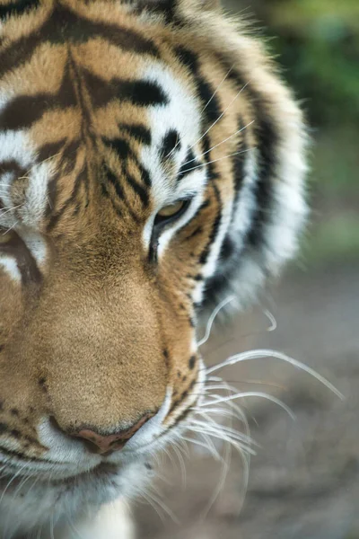 Penutup Vertikal Wajah Harimau Lucu Kebun Binatang Schwerin Jerman Dengan — Stok Foto