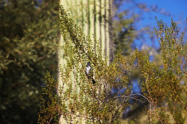 Gros Plan Oiseau Désert Dans Créosote — Photo