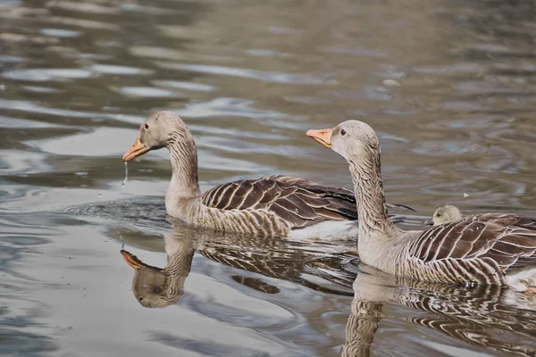 Ett Par Vilda Gäss Som Kryssar Lugn Sjö Med Reflektion — Stockfoto