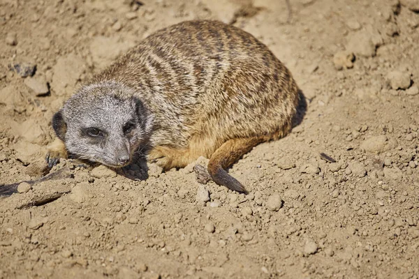 Tatlı bir mirketin güzel bir fotoğrafı.
