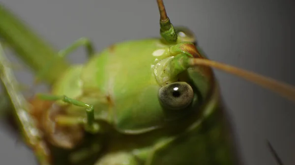 在模糊的背景下 一个巨大的绿色丛林蟋蟀的特写镜头 — 图库照片
