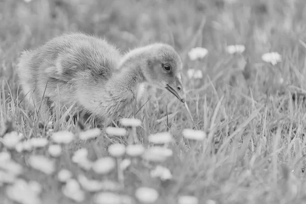 一只雏鹅在田里觅食的灰度照片 — 图库照片