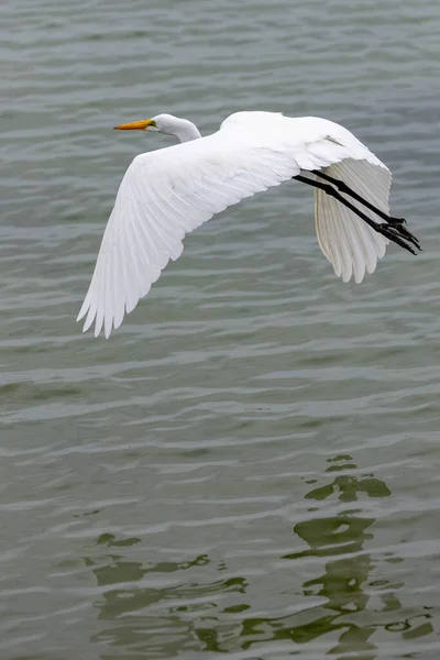 Ein Selektiver Silberreiher Ardea Alba Flug Über Das Wasser — Stockfoto