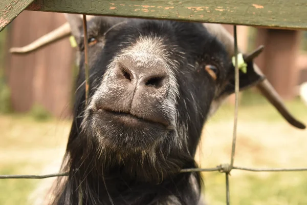 Een Close Van Het Gezicht Van Een Geit Die Zijn — Stockfoto