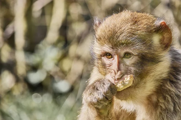 Sebuah Gambar Yang Indah Dari Monyet Lucu — Stok Foto