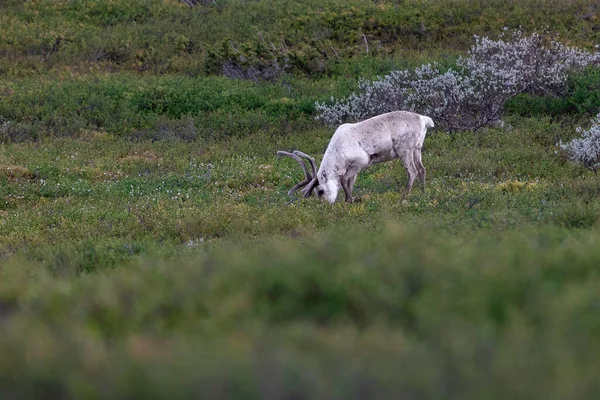 Closeup Reindeer Field — Stock Photo, Image