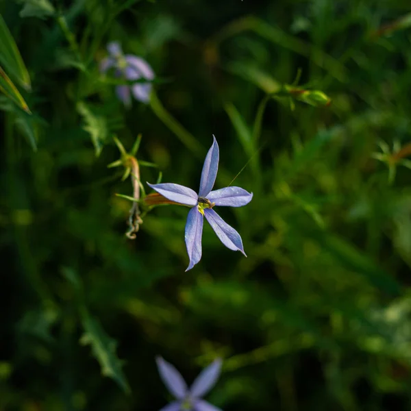 Una Vista Panorámica Flor Laurentia Púrpura Sobre Fondo Borroso — Foto de Stock
