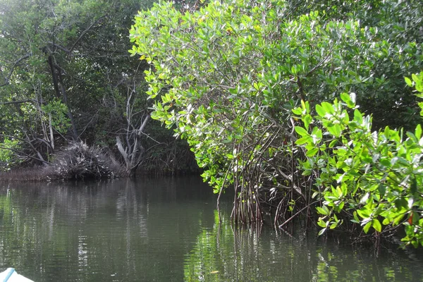 Tiro Close Vegetação Crescente Lago Calmo Uma Floresta — Fotografia de Stock