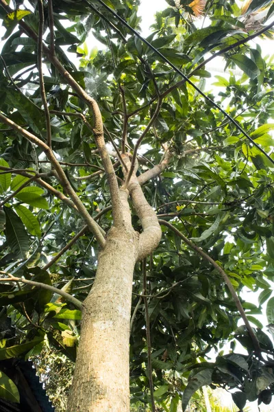 A mango plant from bottom to top. The tendons are looks very beautiful from bottom.