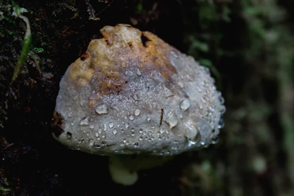 Egy Közelkép Egy Tinder Gombáról Ami Őszi Erdőben Cseppeket Tartalmaz — Stock Fotó