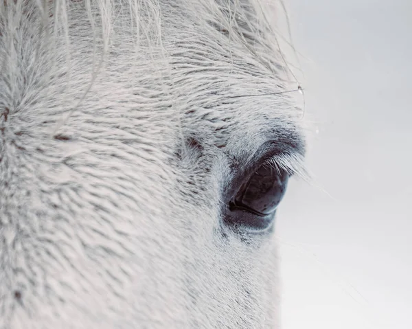 Close Vertical Dos Olhos Cavalo Branco Sobre Fundo Embaçado — Fotografia de Stock