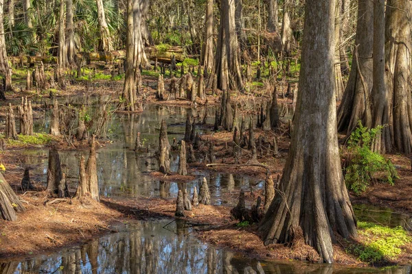 Swamp Narrow Tall Trees Plants Forest — Stock Photo, Image