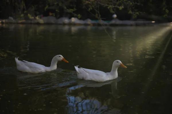 Eine Schöne Aufnahme Schwimmender Weißer Enten — Stockfoto
