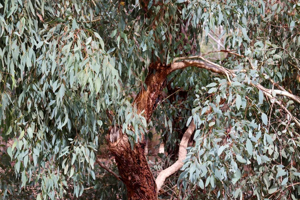 Foglie Lussureggianti Tronco Strutturato Eucalipto Nel Bushland — Foto Stock