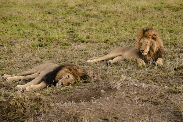 Twee Leeuwen Liggen Het Gras Kijken Rond Safari Serengeti National — Stockfoto