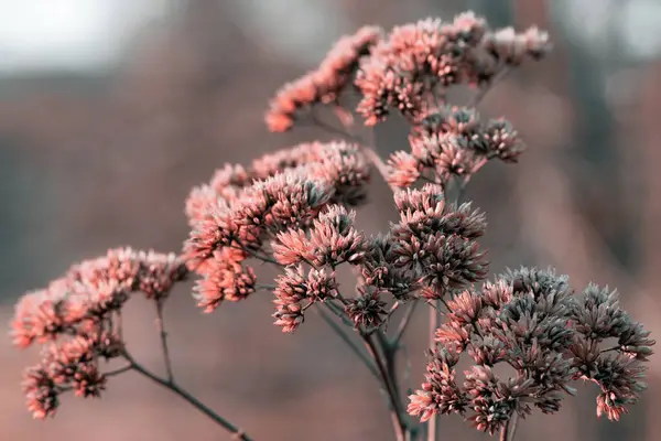 Een Ondiepe Focus Shot Van Een Prachtige Ochitok Ordinaire Bloemen — Stockfoto