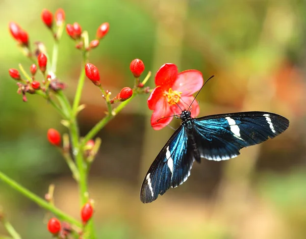 Gün Işığında Bir Çiçeğin Üzerinde Oturan Bir Kelebeğin Yakın Çekimi — Stok fotoğraf