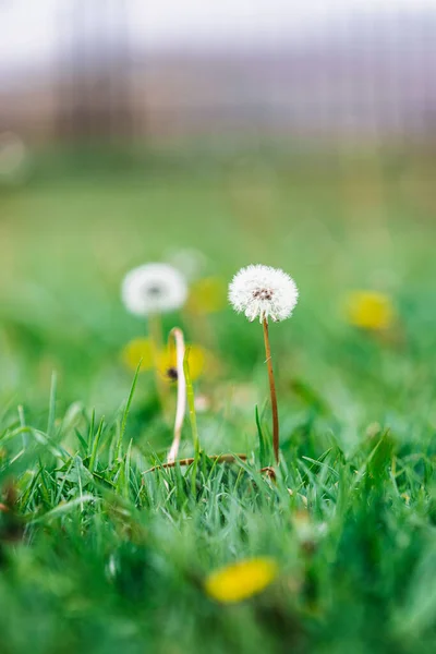 Vertical Shot Fluffy Dandelions Growing Green Field — Stock Photo, Image