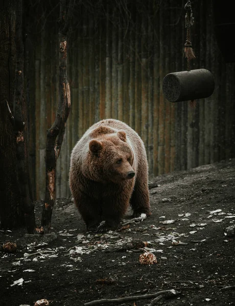 Vertikální Záběr Velkého Medvěda Hnědého Zoo — Stock fotografie