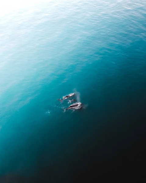 Une Vue Aérienne Couper Souffle Sur Les Dauphins Nageant Dans — Photo