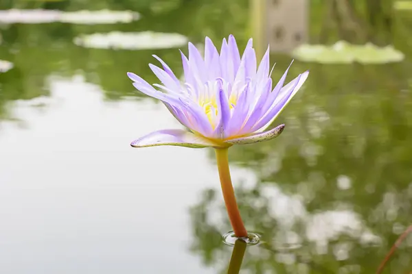 Närbild Vacker Lotusblomma Damm — Stockfoto