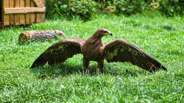 Closeup Golden Eagle Standing Grass Saarburg Germany — Stock Photo, Image