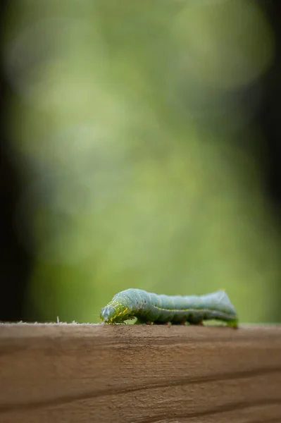 庭の木の上の毛虫の閉鎖 — ストック写真
