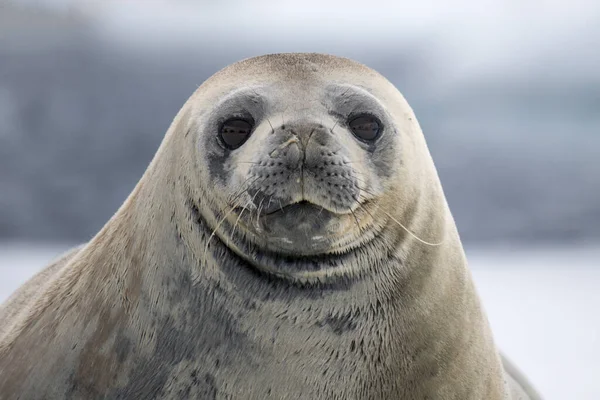 Eine Nahaufnahme Des Gesichts Einer Robbe Vor Verschwommenem Hintergrund — Stockfoto