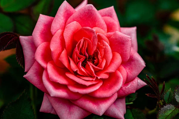 Beautiful Closeup Pink Rose — Stock Photo, Image