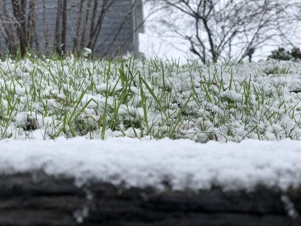 Tiro Close Neve Plantas Verdes — Fotografia de Stock