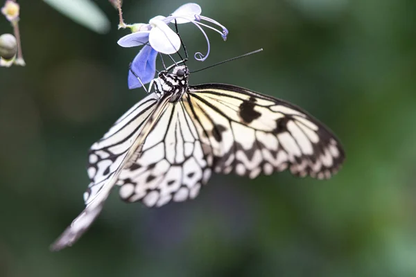 Detailní Záběr Exotického Motýla Květině Pijícího Nektar — Stock fotografie