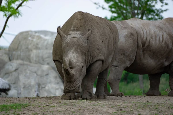 Una Vista Panorámica Rinocerontes Parque Fondo Borroso — Foto de Stock