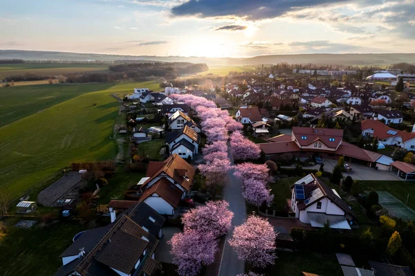Widok Lotu Ptaka Miasto Svitavy Domkami Kwiatami Wiśni Republice Czeskiej — Zdjęcie stockowe