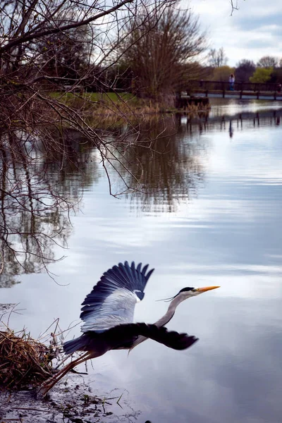 公園の池の上を飛ぶために翼を広げる灰色のサギの垂直ショット — ストック写真