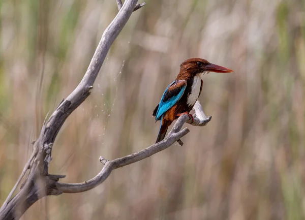 Hermoso Alcyone Pico Rojo Una Rama Bosque Sobre Fondo Borroso — Foto de Stock