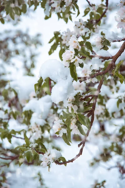 Çiçekli Ağaçların Üzerine Beyaz Çiçeklerle Dikey Bir Kar Görüntüsü — Stok fotoğraf