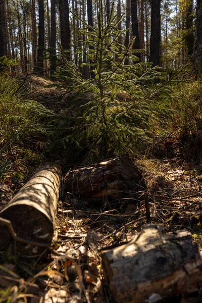 森林中的一帧垂直的被砍伐的树木 — 图库照片