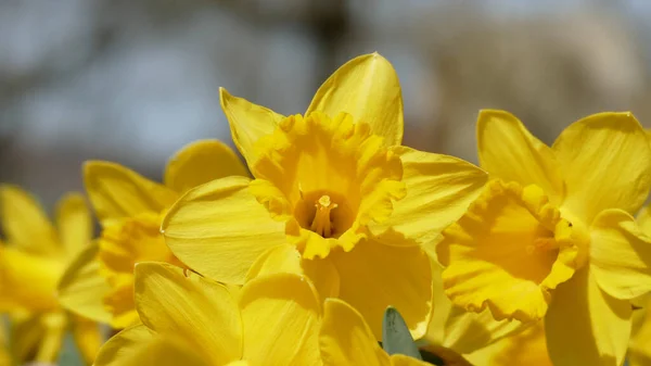 Eine Gelbe Narzisse April Mit Unscharfem Hintergrund — Zdjęcie stockowe