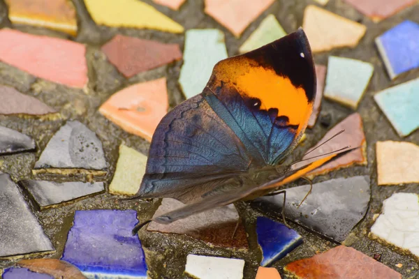 Nahaufnahme Eines Schönen Schmetterlings Auf Farbenfrohem Grund — Stockfoto