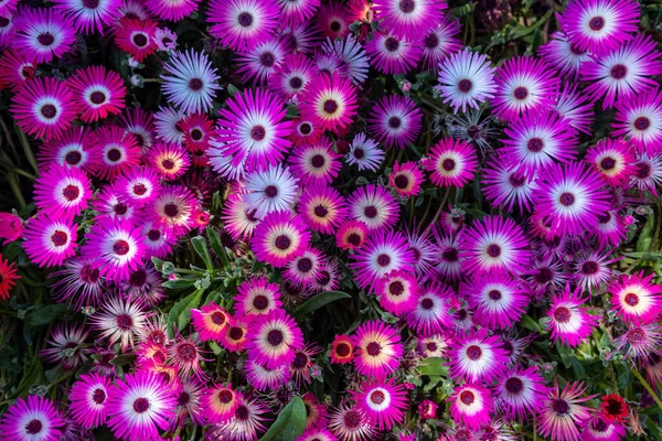 Een Prachtig Shot Van Een Heleboel Mesembryanthemum Bloemen Een Weide — Stockfoto