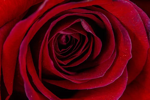 Tiro Close Uma Rosa Vermelha Florescendo Primavera — Fotografia de Stock
